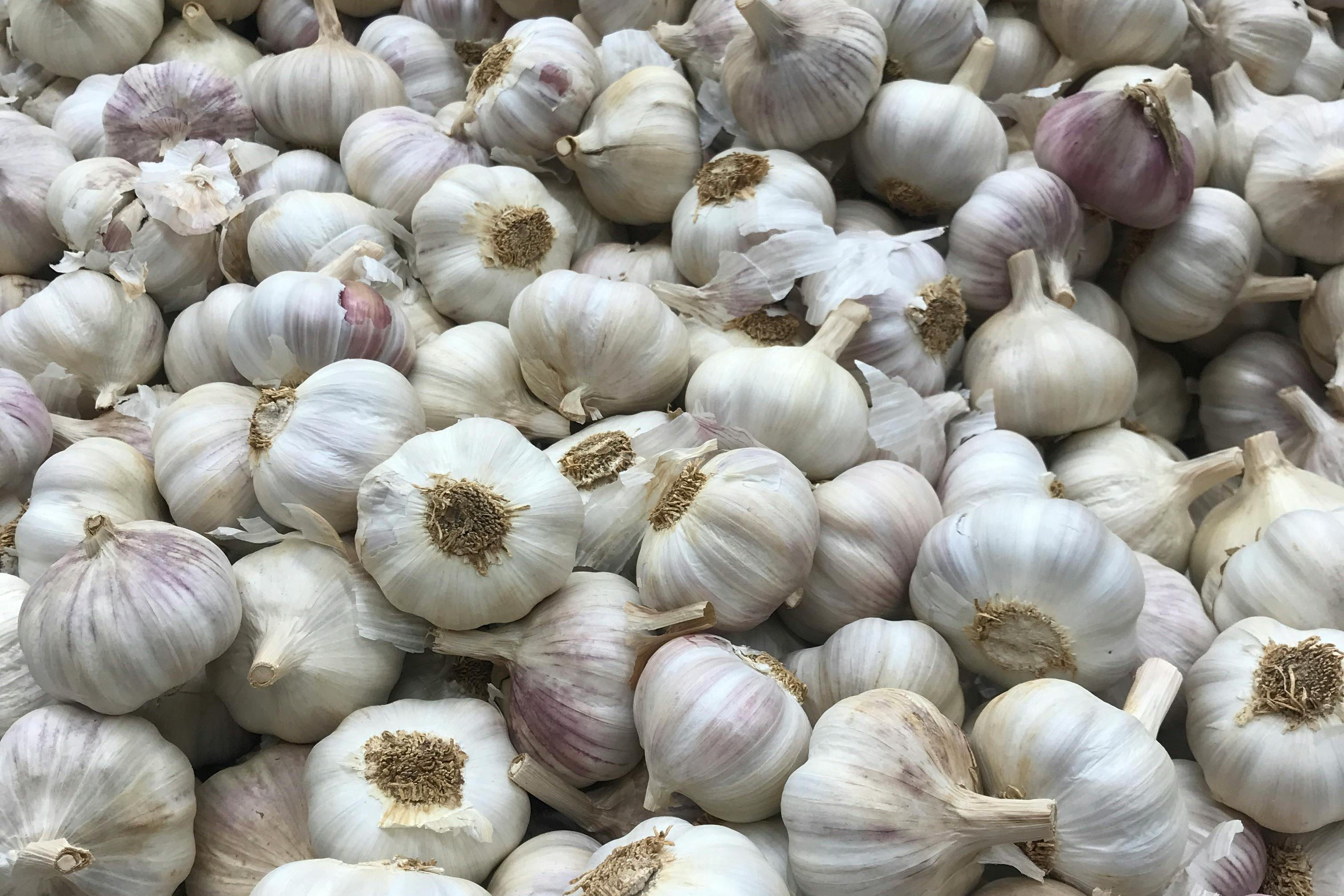 fresh garlic